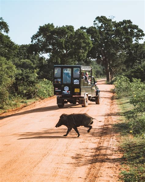 12 Things to Know BEFORE Visiting Yala National Park, Sri Lanka.